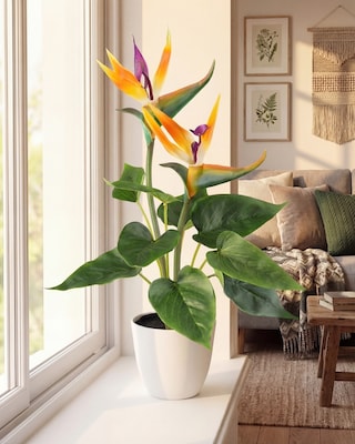 Produktabbildung 2 für Strelitzia im Kunststofftopf
