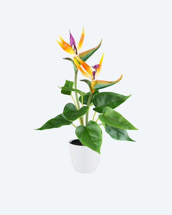 Produktabbildung für Strelitzia im Kunststofftopf