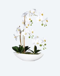 Produktabbildung für Phalaenopsis im Keramikschiff