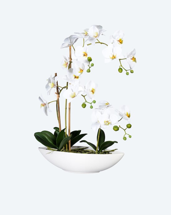Produktabbildung für Phalaenopsis im Keramikschiff