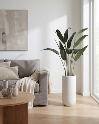 Produktabbildung 2 für Wassercanna im Topf