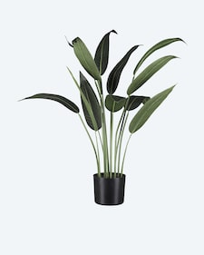 Produktabbildung für Wassercanna im Topf