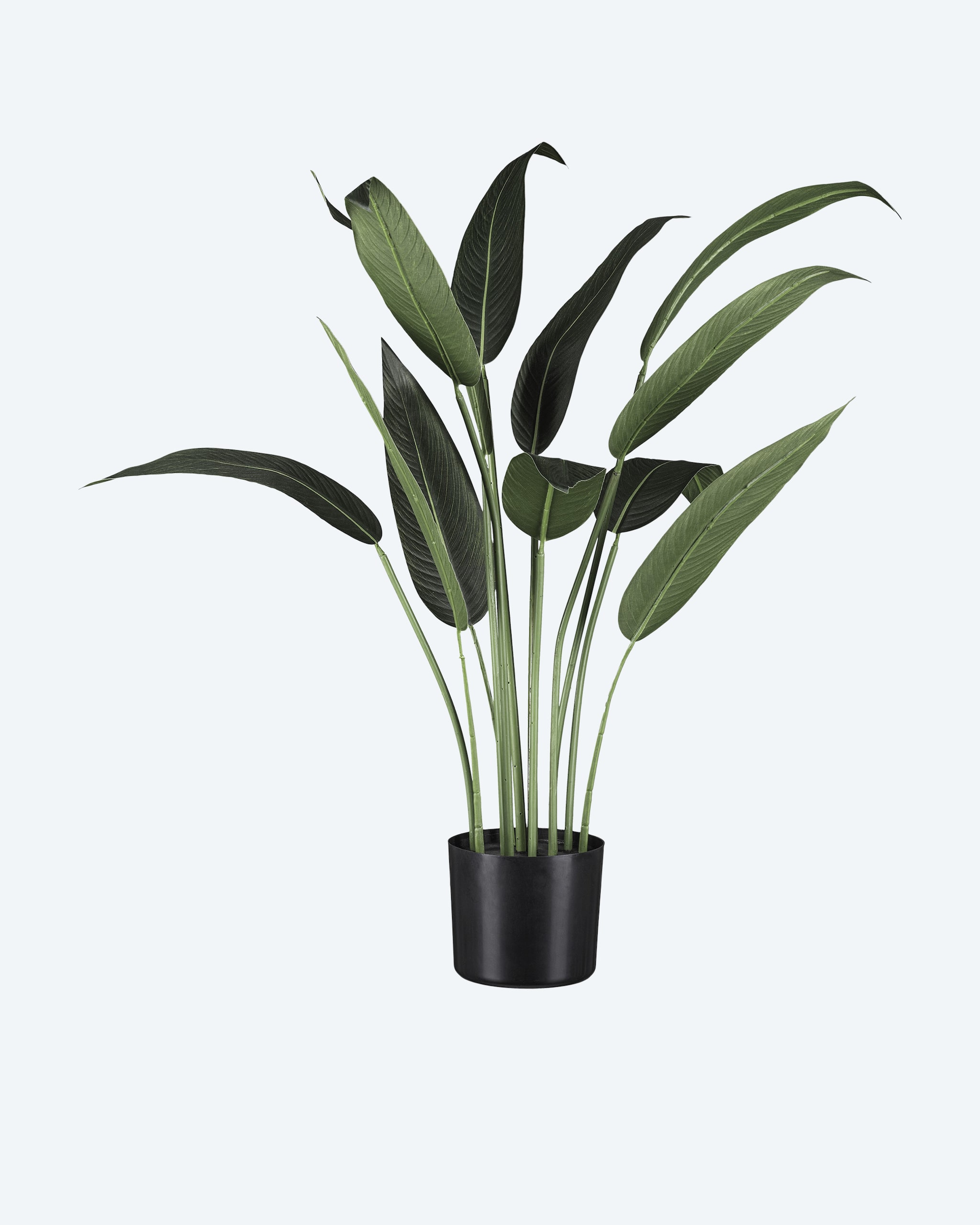 Produktabbildung für Wassercanna im Topf