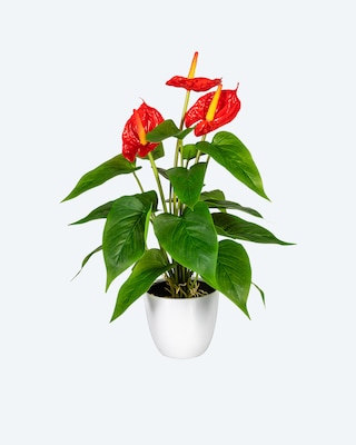 Produktabbildung 4 für Anthurie im Topf