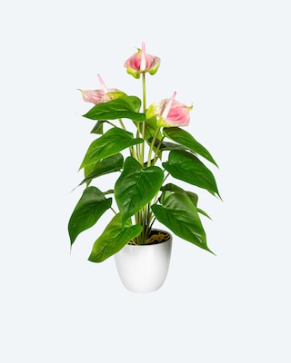 Produktabbildung 3 für Anthurie im Topf