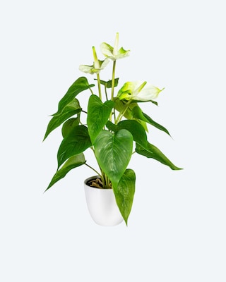 Produktabbildung 2 für Anthurie im Topf