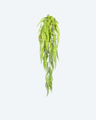 Produktabbildung 1 für Adianthumhänger, 80 cm
