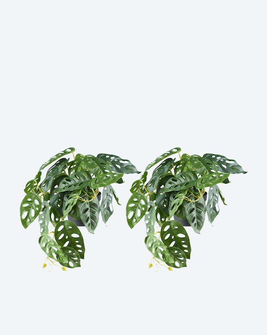 Produktabbildung für Monstera adansonii Hängepflanze im Topf