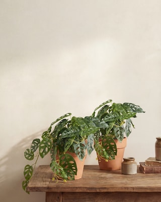 Produktabbildung 2 für Monstera adansonii Hängepflanze im Topf