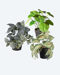 Produktabbildung für Kunstpflanzen-Set, 3tlg.