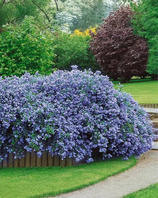 Produktabbildung für Bodendecker Duftstrauch "Repens"