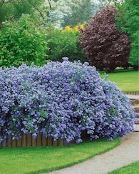Produktabbildung für Bodendecker Duftstrauch "Repens"