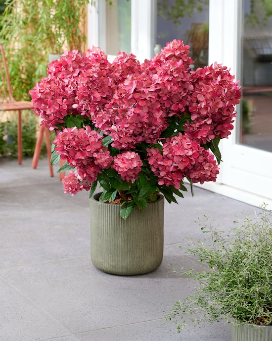 Produktabbildung für Zwerg-Rispenhortensie "Bonfire"