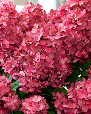 Produktabbildung 2 für Zwerg-Rispenhortensie "Bonfire"