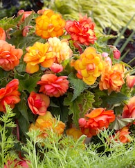 Produktabbildung für Balcony Begonien, 8tlg.