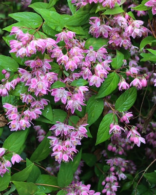 Produktabbildung 3 für Deutzia "Perle Rose"