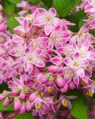 Produktabbildung für Deutzia "Perle Rose"