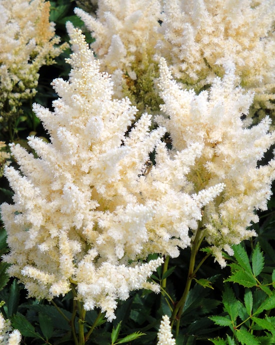 Produktabbildung für Astilben, 3er Set