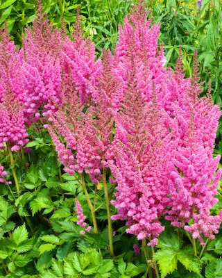 Produktabbildung 2 für Astilben, 3er Set