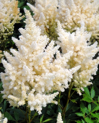 Produktabbildung 1 für Astilben, 3er Set