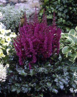 Produktabbildung 3 für Astilben, 3er Set