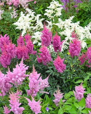 Produktabbildung 4 für Astilben, 3er Set