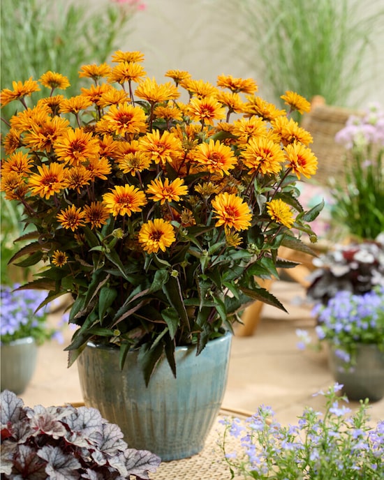 Produktabbildung für Sonnenaugen "Sizzling Summer"