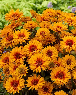 Produktabbildung 2 für Sonnenaugen "Sizzling Summer"