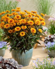 Produktabbildung für Sonnenaugen "Sizzling Summer"