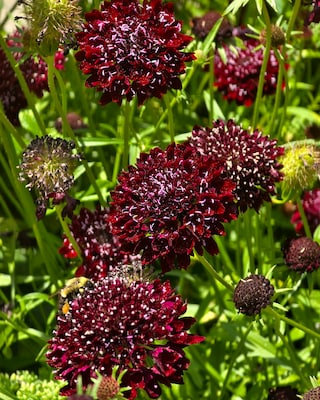 Produktabbildung 1 für Scabiosa, 2 Sorten