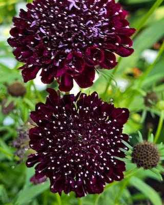 Produktabbildung 2 für Scabiosa, 2 Sorten