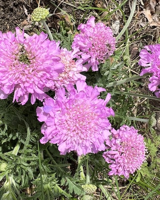 Produktabbildung 4 für Scabiosa, 2 Sorten