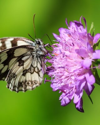 Produktabbildung 3 für Scabiosa, 2 Sorten