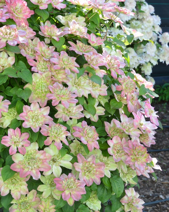 Produktabbildung für Clematis "Pistachio Cake"