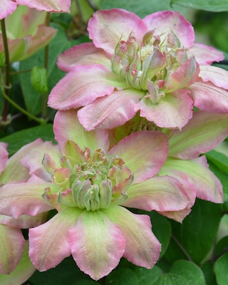 Produktabbildung 2 für Clematis "Pistachio Cake"