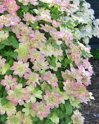 Produktabbildung für Clematis "Pistachio Cake"