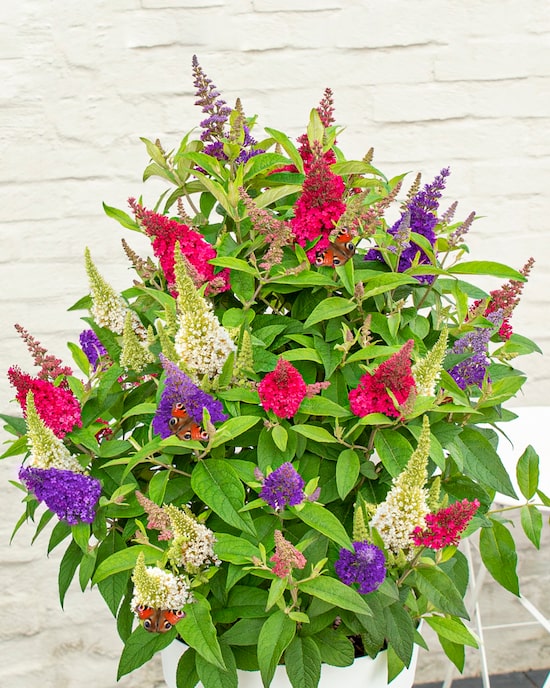 Produktabbildung für Zwerg-Schmetterlingsflieder "Butterfly Candy Festival"