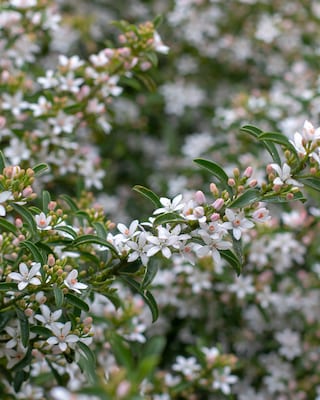 Produktabbildung 2 für Wachsblume "White Star"