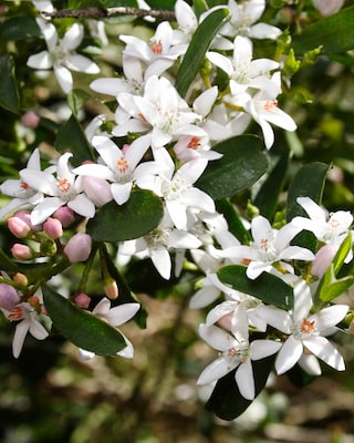 Produktabbildung 1 für Wachsblume "White Star"