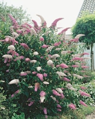 Produktabbildung für Sommer-Schmetterlingsflieder im Duo