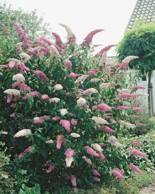 Produktabbildung 1 für Sommer-Schmetterlingsflieder im Duo