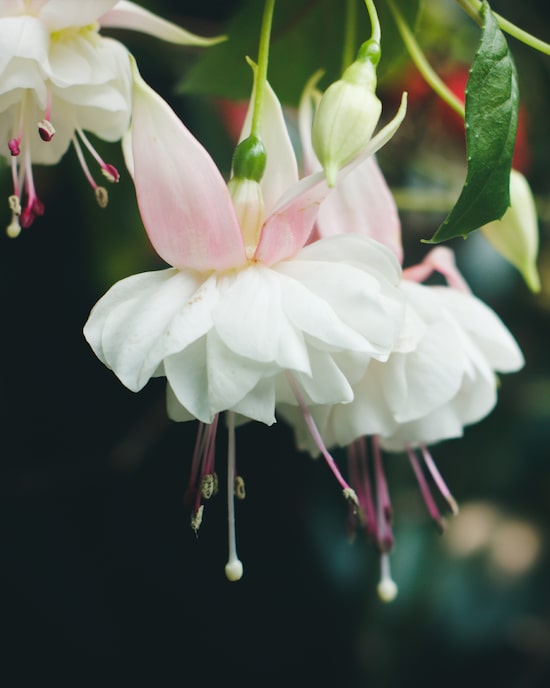 Produktabbildung für Fuchsien, gefüllt, 2x 2 Sorten