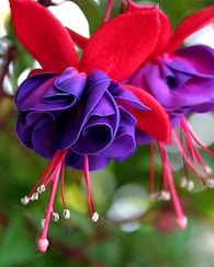 Produktabbildung für Fuchsien, gefüllt, 4 Stück