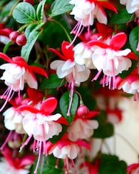 Produktabbildung für Fuchsien, gefüllt, 4 Stück