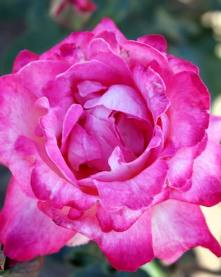 Produktabbildung 2 für Kletterrosen, 2 Sorten