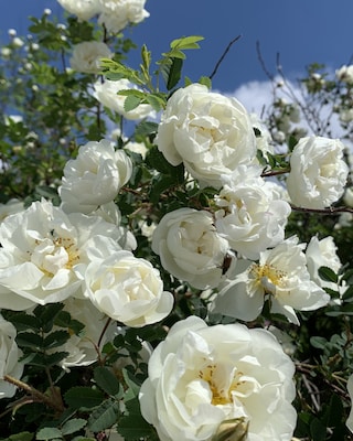 Produktabbildung 1 für Kletterrosen, 2 Sorten