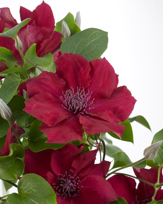 Produktabbildung für Clematis "Nuba"