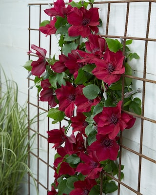 Produktabbildung 2 für Clematis "Nuba"