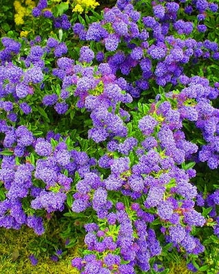 Produktabbildung 2 für Immergrüner Duftstrauch "Blue", Duo