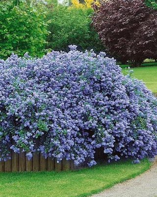 Produktabbildung 4 für Immergrüner Duftstrauch "Blue", Duo